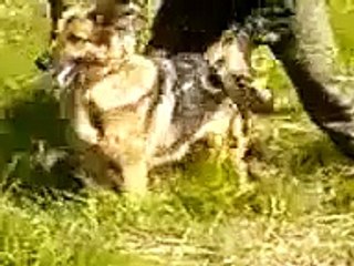 Un chien attaque un homme, mais ce qui se passe par la suite est complètement fou.