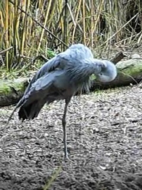 Blue Crane 1