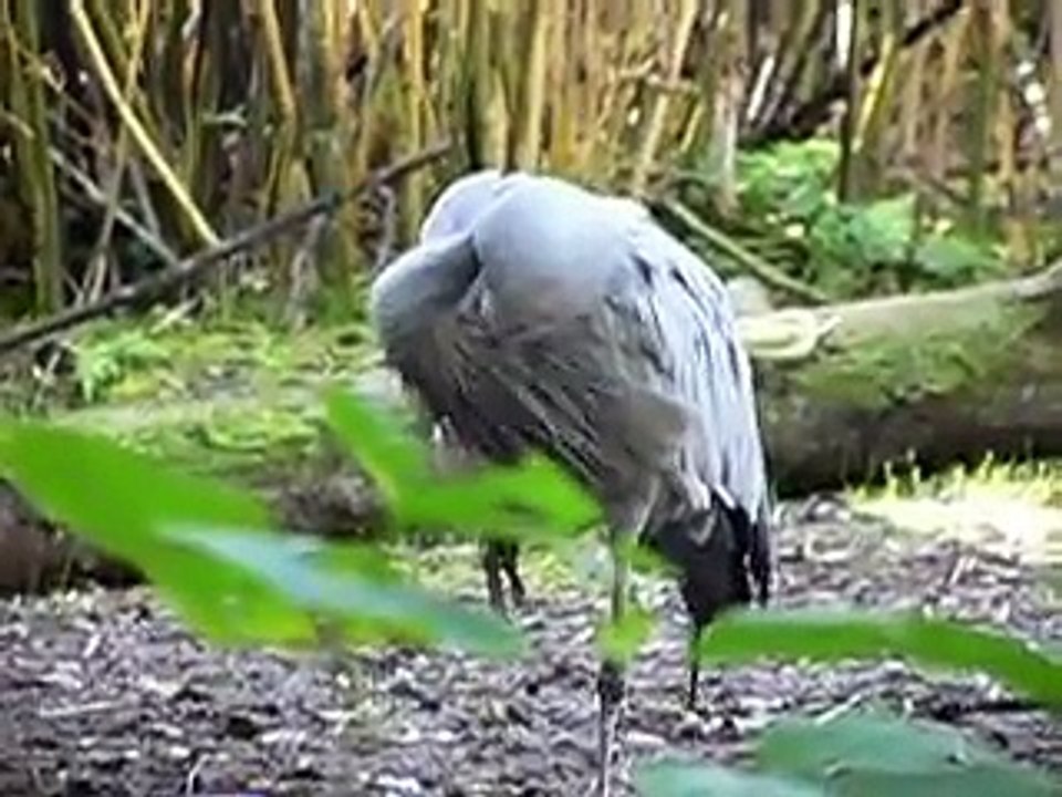 Blue Crane 3