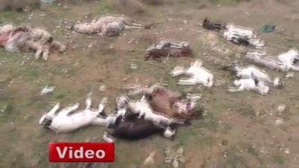 Hayvan Ölümleri Tedirgin Ediyor
