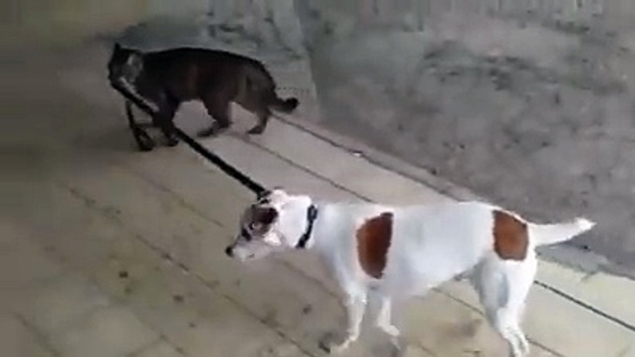 Katze geht mit Hund gassi