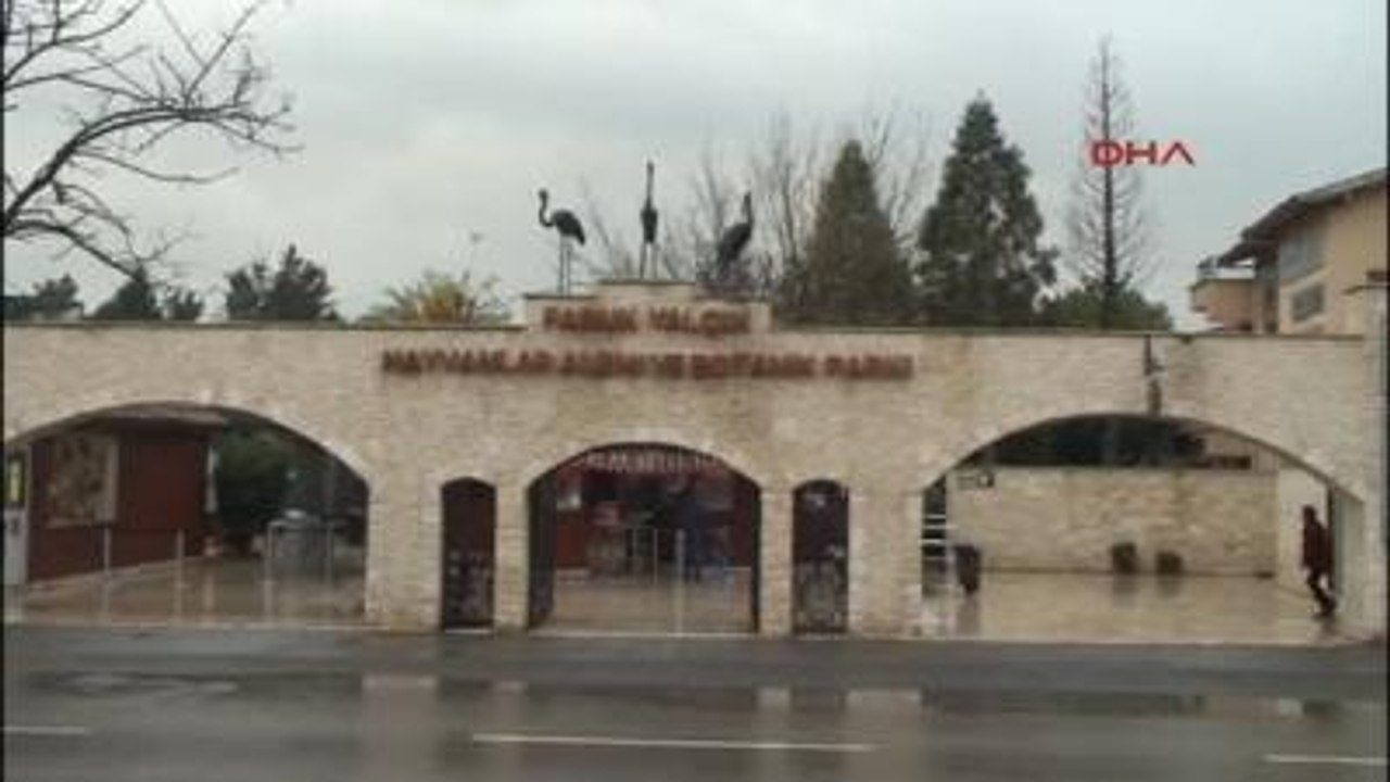 Darıca Hayvanat Bahçesinin Üçüz Yavru Aslanları