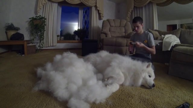 Brosser un chien plus poilu qu'un mouton