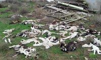Edirne'de Telef Olan Hayvanlar Köyü Tedirgin Ediyor