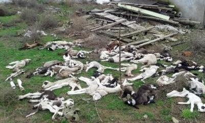 Edirne'de Telef Olan Hayvanlar Köyü Tedirgin Ediyor