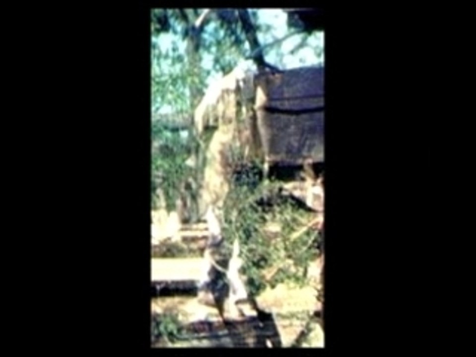 Ghosts Paranormal video