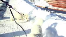 Bichon Frise Puppy & Dog Winter Harbor Walk in Snow,  Canada Geese & Ducks