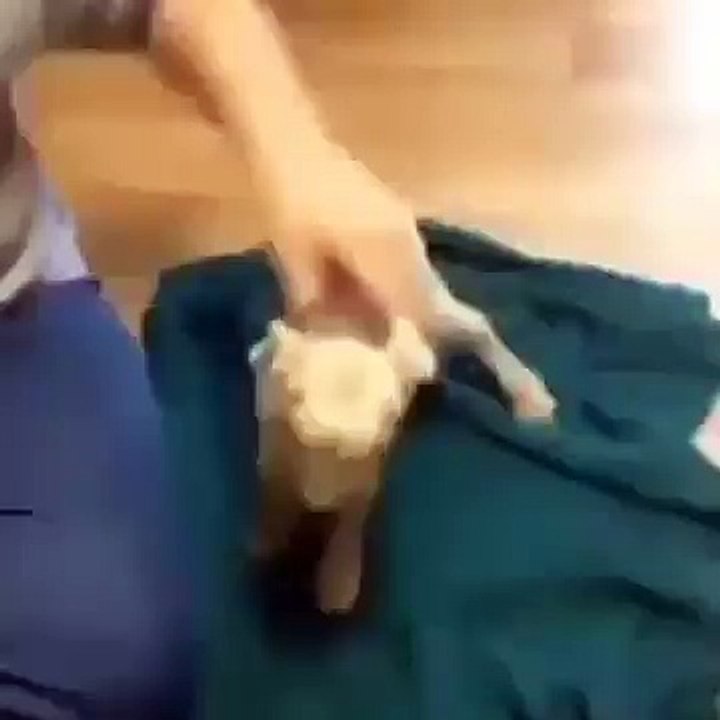 Goat Gives It All It's Got