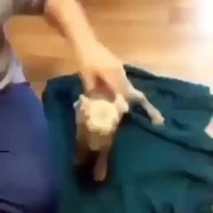 Goat Gives It All It's Got
