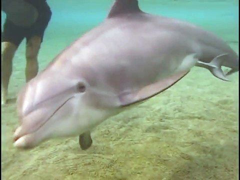 Incredible Dolphin Birth at Dolphin Quest Hawaii