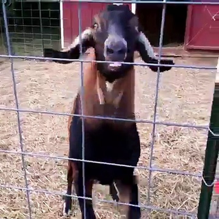(30) Crazy Goat