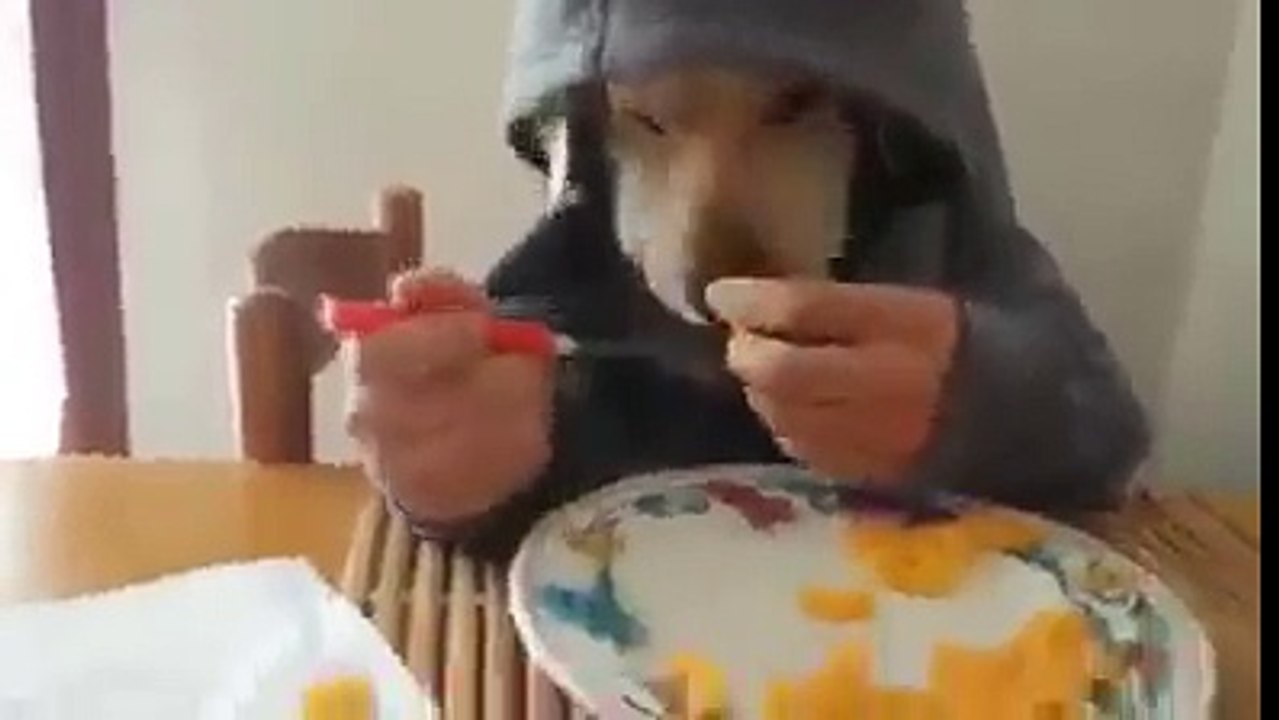 haha funny dog eating on a table