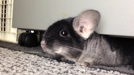 Chinchilla Darting Under the Filing Cabinet!