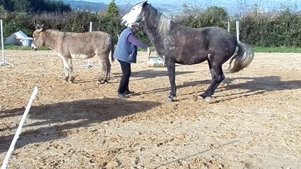 Le reculer pas beau de Thoranche