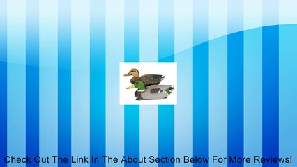 Mallard Duck Pair Review