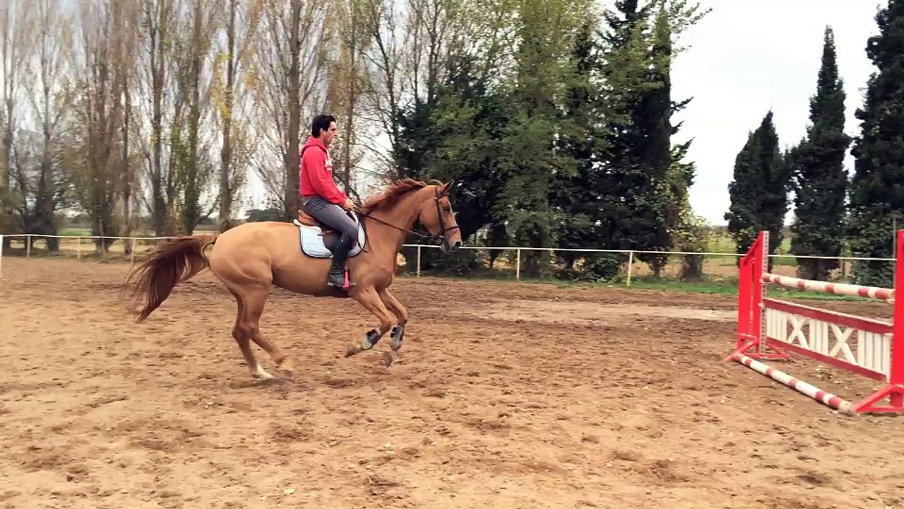 Jument CICERO Z X NARKO