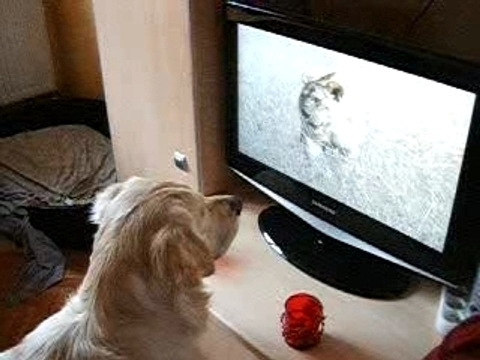 houa il est génial ce reportage!