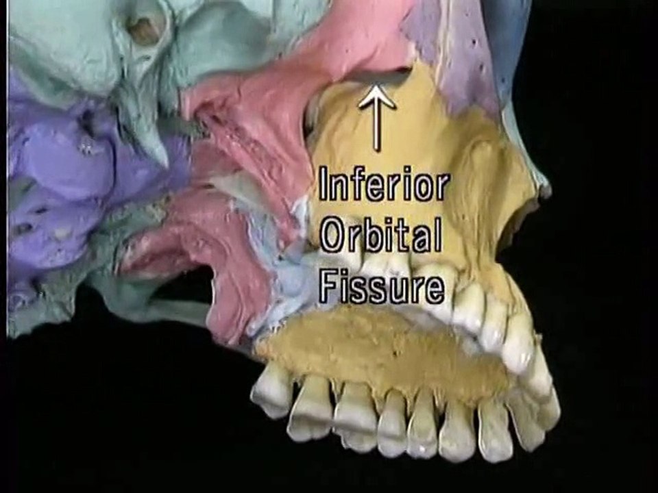 Acland's Video Atlas of Human Anatomy Volume 4: The Head and Neck Part1 The Facial Skeleton and The Base of Cranium