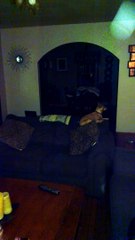 ORBS OF LIGHT CAPTURED ON VIDEO