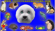 The Bichon Frise Dog Breed - Dog Breeds