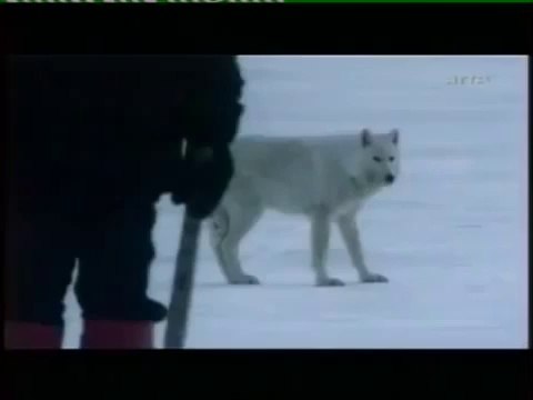 Loups attaquent attelages de chiens de traîneau Wolves Attack Humans and Sled-dogs test intimidation evaluation
