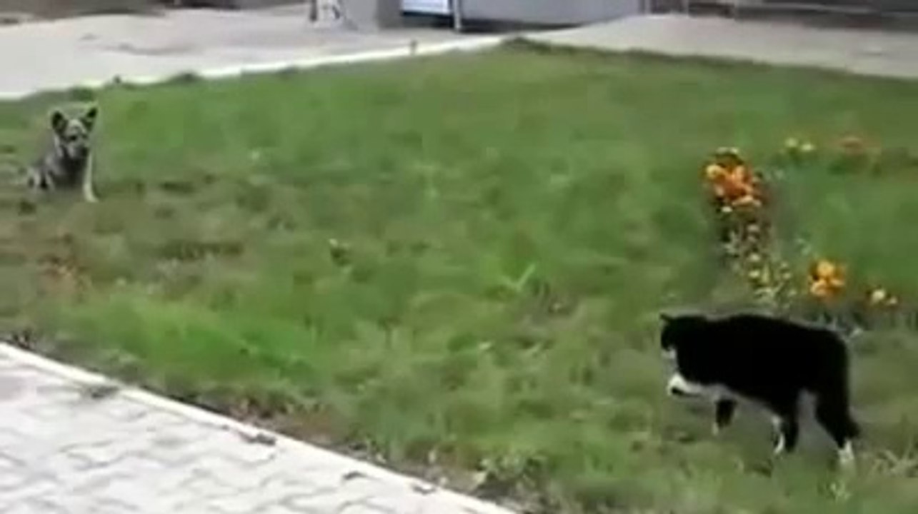 Um duelo animal com um final dramático