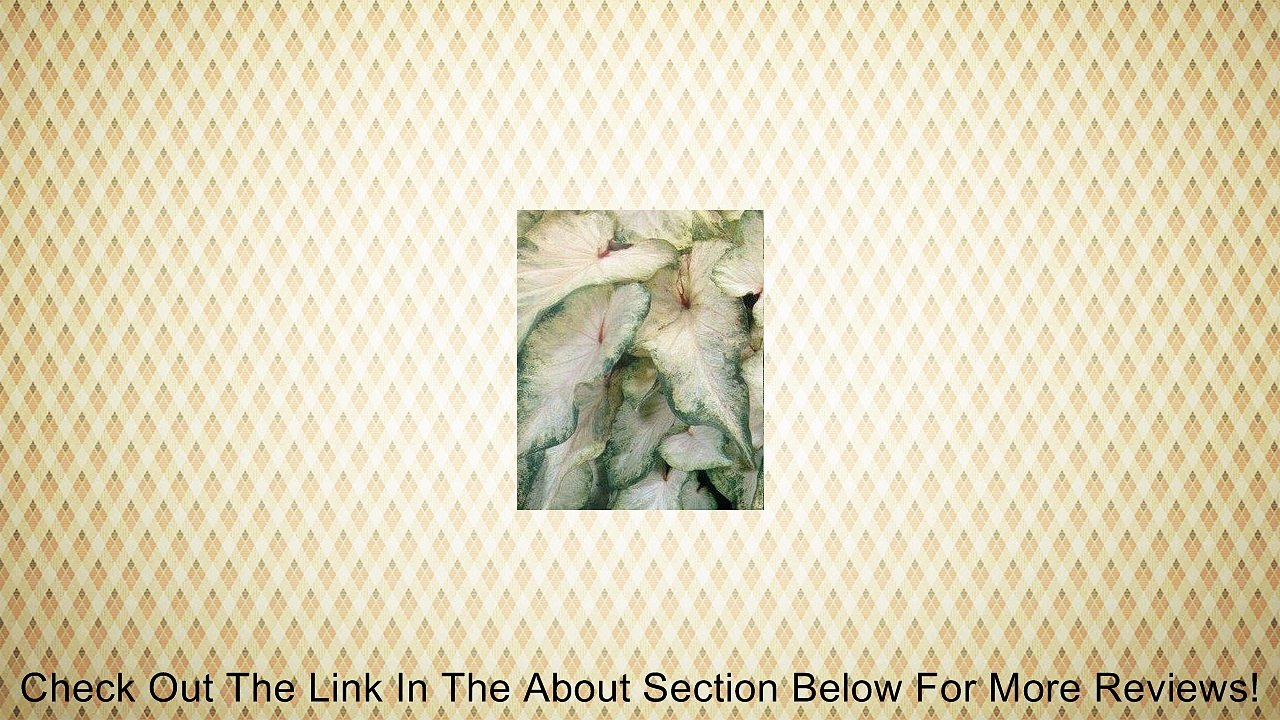 Caladium White Wing No. 2 (5 pack) Review