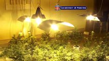 Palermo, scoperta piantagione di marijuana in convento abbandonato