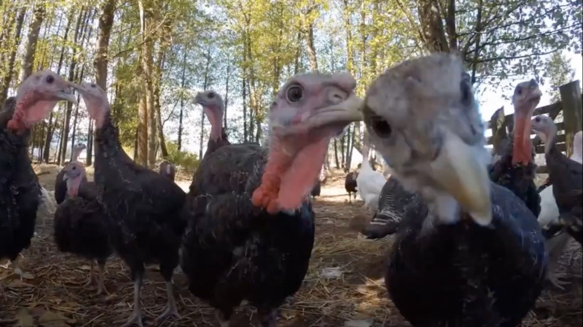 Social video of wild turkeys in action