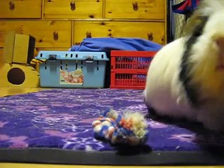 Clickertraining für Meerschweinchen, Apportieren, Übungsprotokoll 2