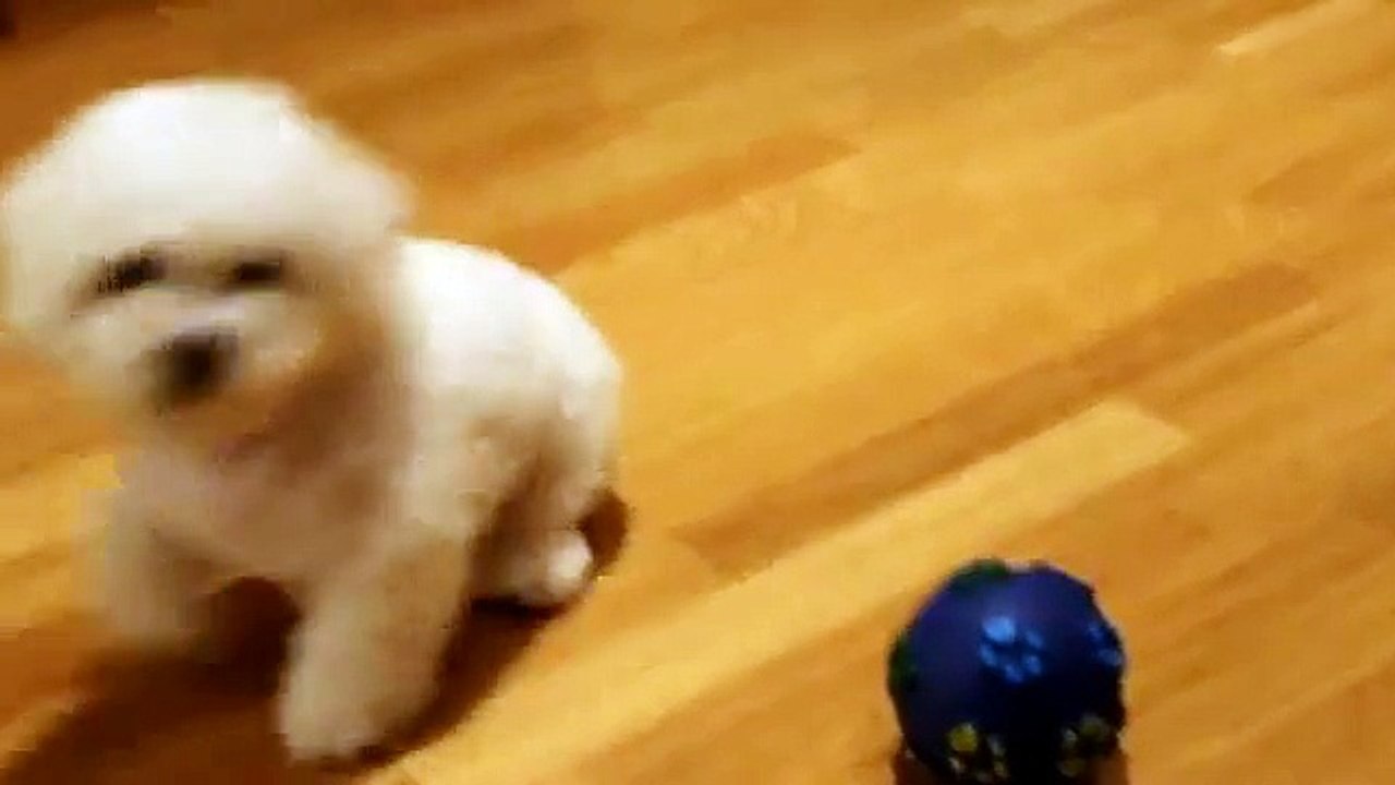 Bichon Frise Puppy 10 weeks old