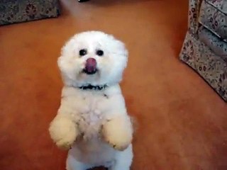 Mitzi Bichon Frise Dog Bitch