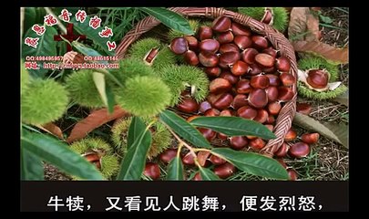 《和合本圣经视频》04b 出埃及记B