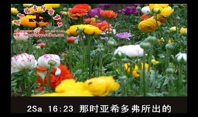 《和合本圣经视频》14b 撒母耳记下