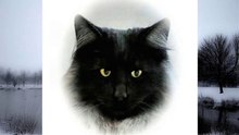 Cats Morphing