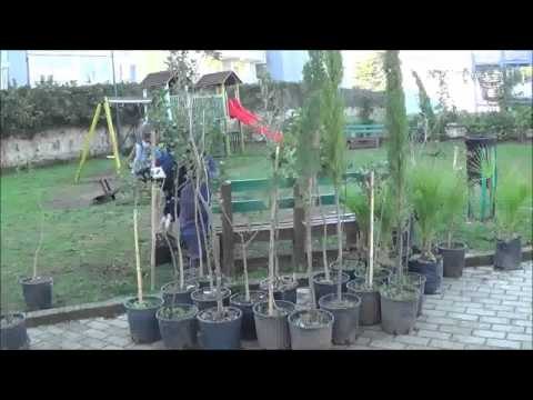 Aversa (CE) - Parco Balsamo, Festa dell'Albero ma anche della Gioventù (22.11.14)