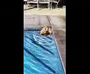 Download carnival cruise lines tycoon v.1 crack updated