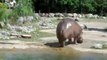 Enorme prout d'un hippopotame
