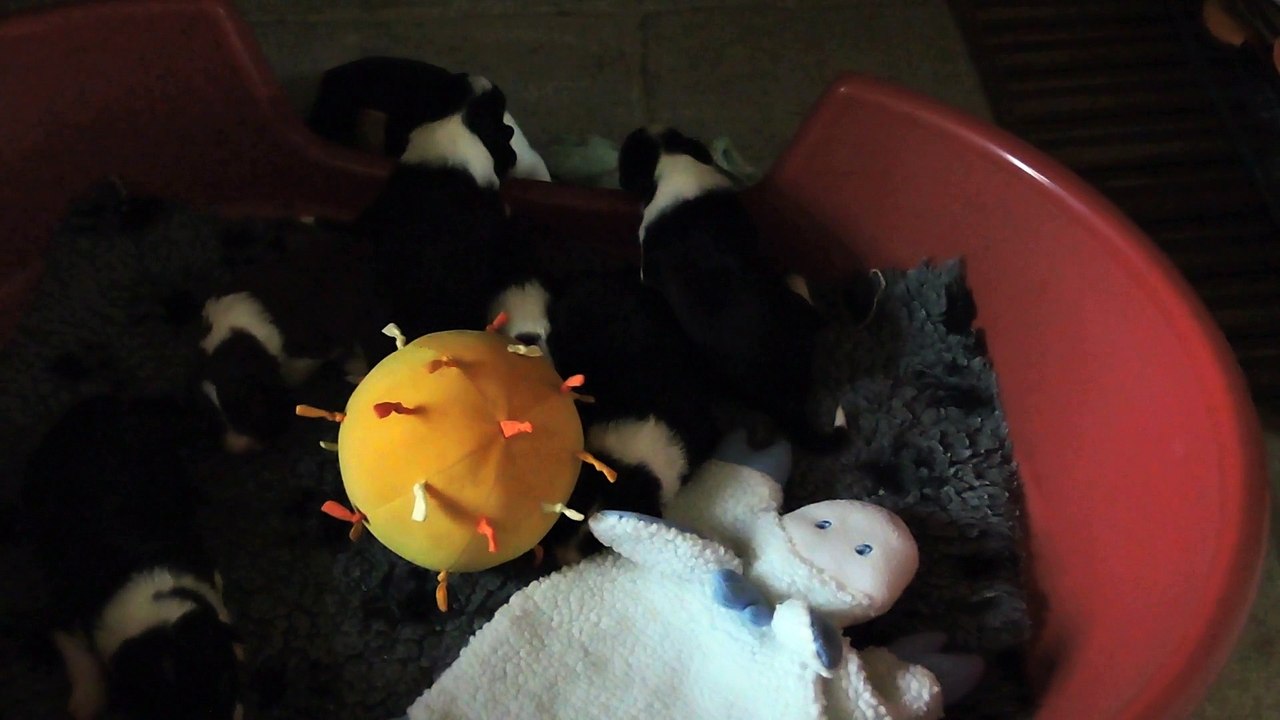 Chiots 2 semaines suite