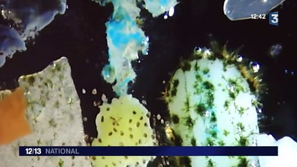 Le voilier Tara est de retour avec des résultats inquiétants