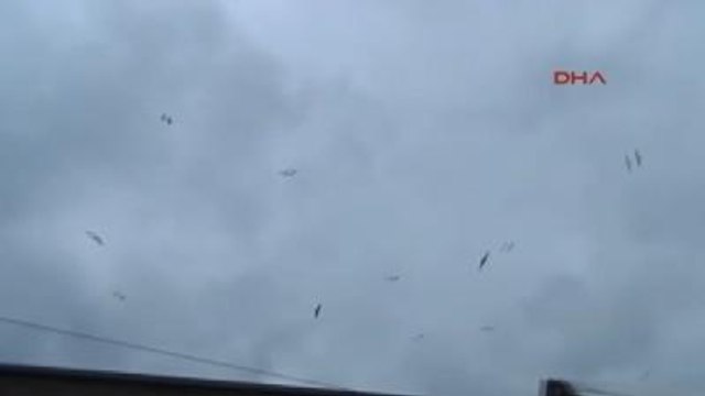 Mudanya?da Ağaçtaki Misineye Takılan Martıyı İtfaiye Kurtardı