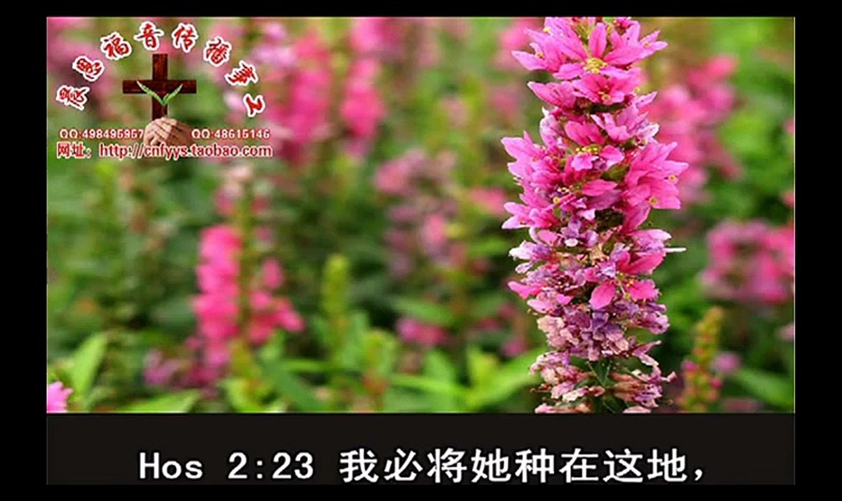 《和合本圣经视频》42 何西阿书