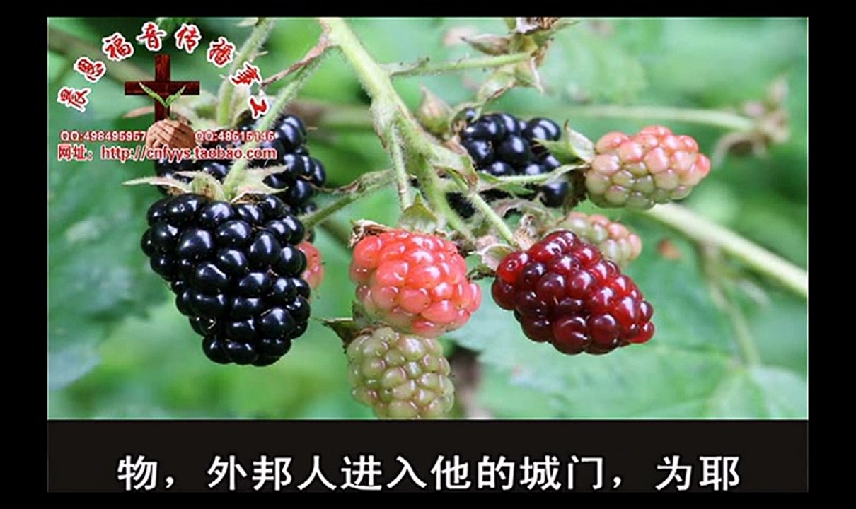《和合本圣经视频》45 俄巴底亚书