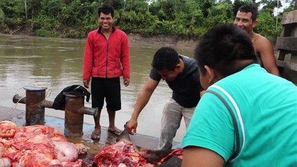 Perou: Bateau de la mort, une vache en mauvaise posture!