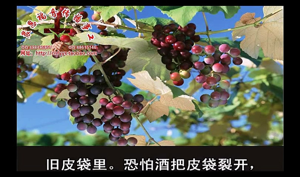 《和合本圣经视频》55a 马可福音