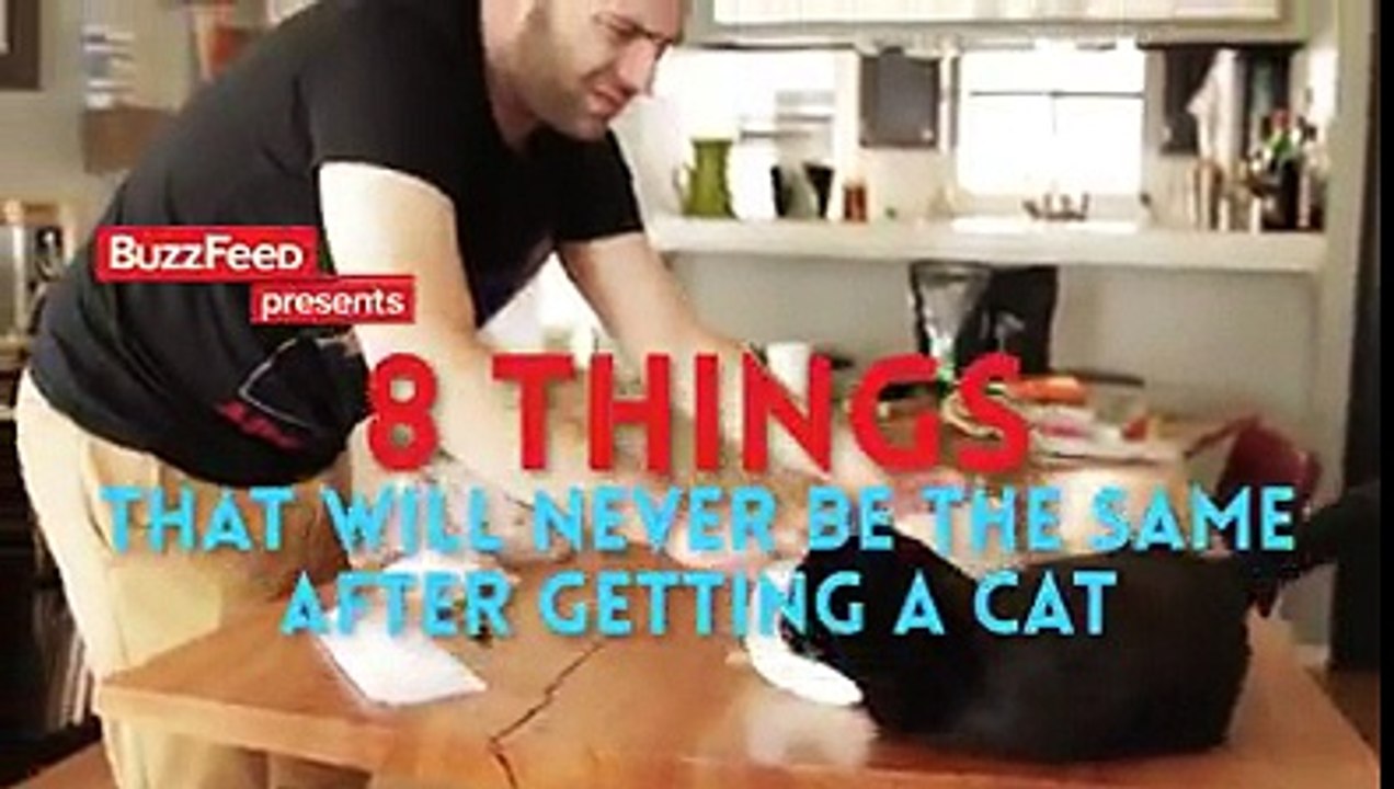 A vida antes e depois de ter gatos!