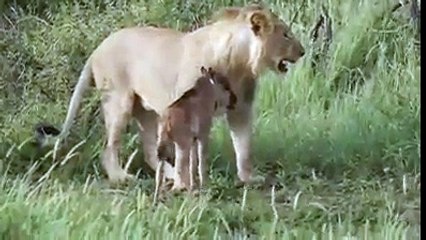 Quando o amor se sobrepõe ao instinto!