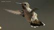 Study Shows Hummingbirds Fly More Like Insects