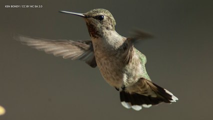 Study Shows Hummingbirds Fly More Like Insects