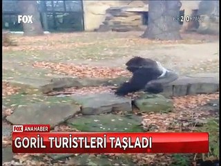 Hayvanat bahçesindeki Goril ziyaretcilerini taş yağmuruna tuttu